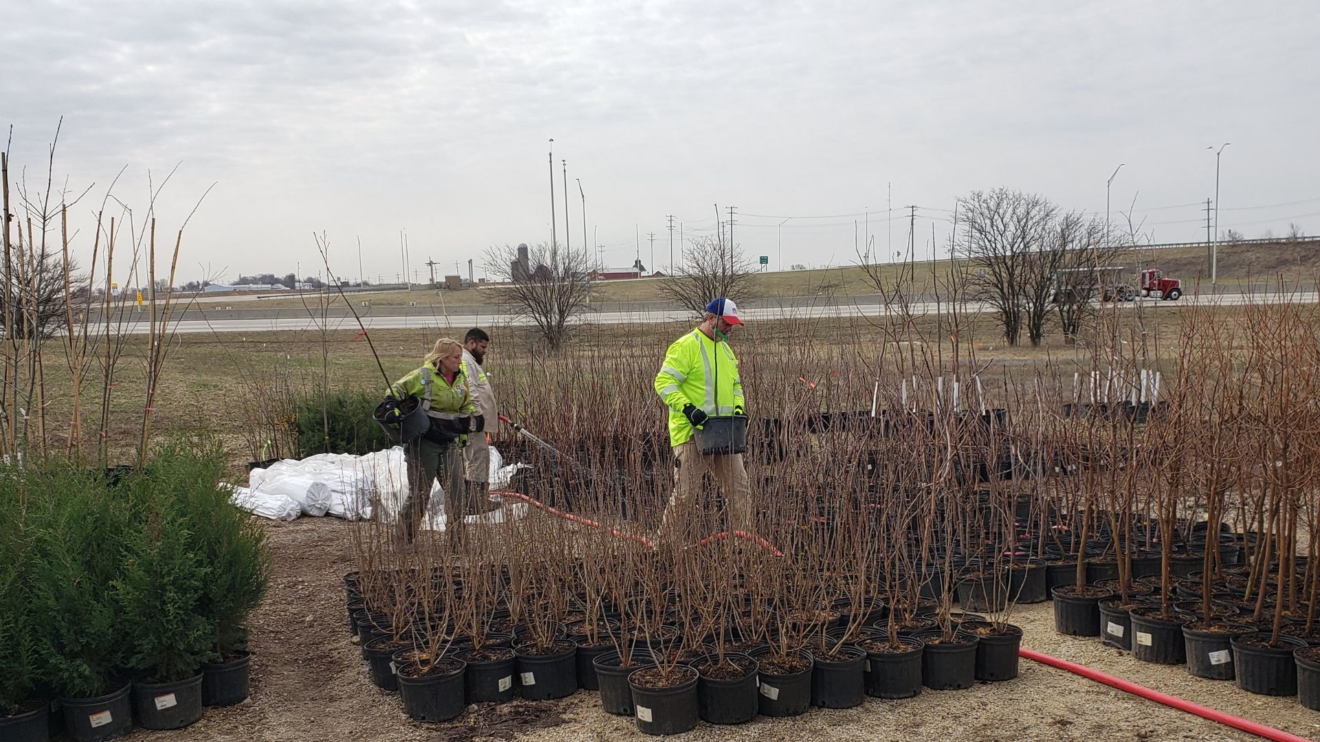 Multiple tree types ready for planting