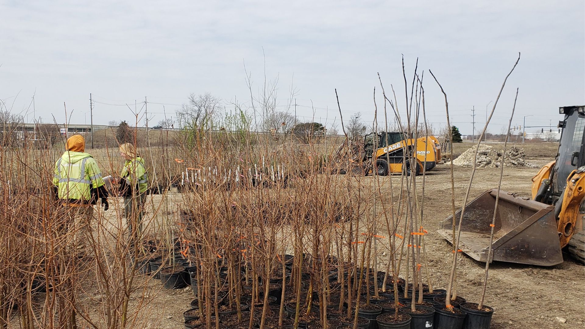 Multiple tree types ready for planting